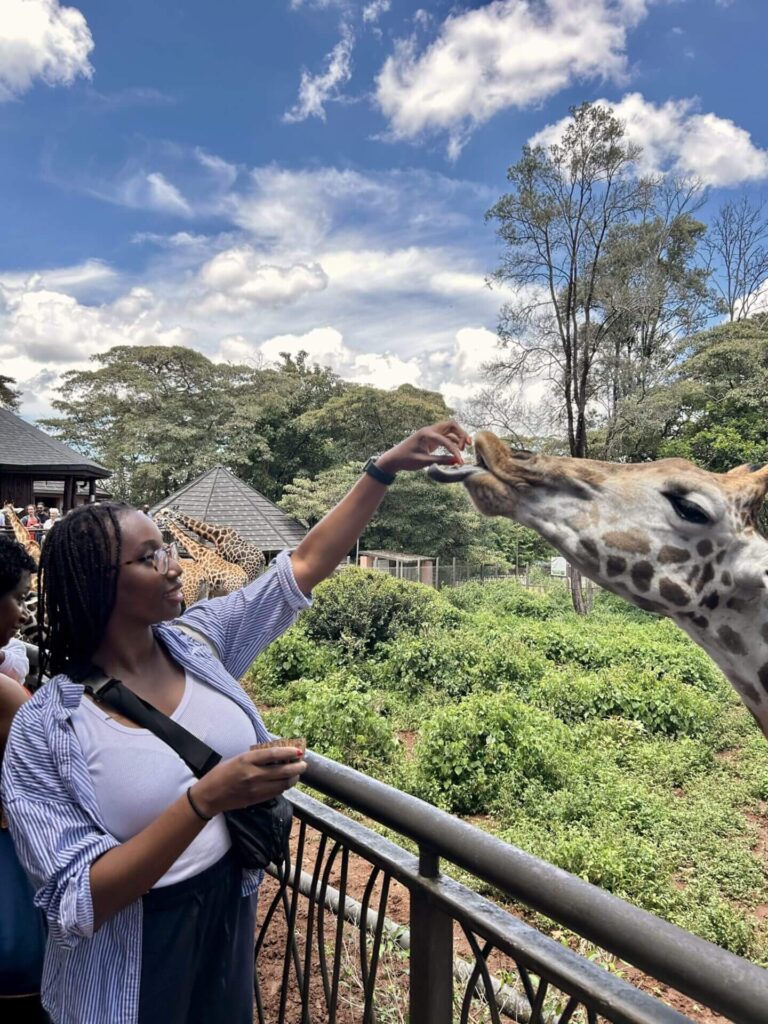 Solo travel to Nairobi: Feeding Rothschild Giraffes at the Giraffe Manor Nairobi