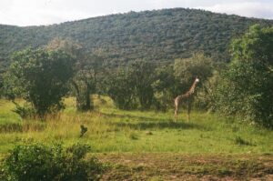 Kenya Solo Travel Guide with a 3-Day Masai Mara Itinerary