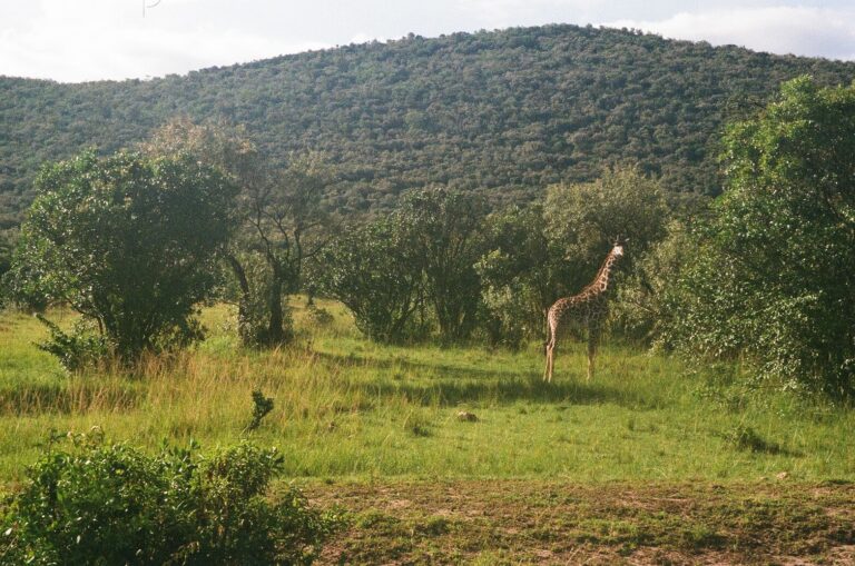 Kenya Solo Travel Guide with a 3-Day Masai Mara Itinerary
